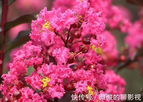 疑露堂前紫薇花两株,每自五月盛开,九月乃@谁说花无百日红,紫薇,从诗词里走出来