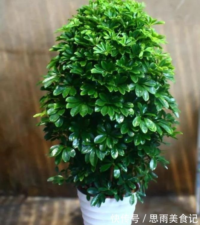 花卉|客厅养上4种花,家里财运亨通,寓意好,招财进宝,财气旺旺来!