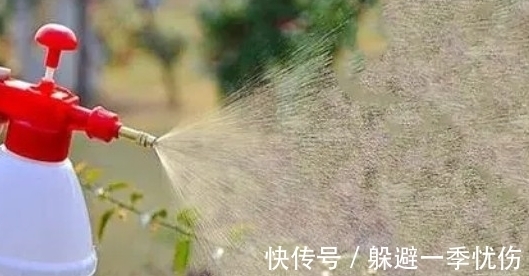 月季药害了怎么办,做好4点防药害,及时干预促生长