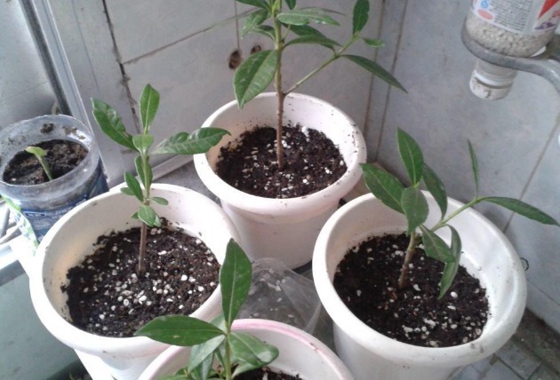 没出现这3种状态,别给植物乱换盆土,不然全是瞎折腾