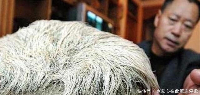 直呼|农村老人捡到长满白发的石头,专家见了直呼:立刻封锁整个村庄