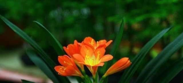 休眠|花匠严肃的说, 给君子兰这样洗个澡, 花苞蹭蹭长, 1年开花好几次!