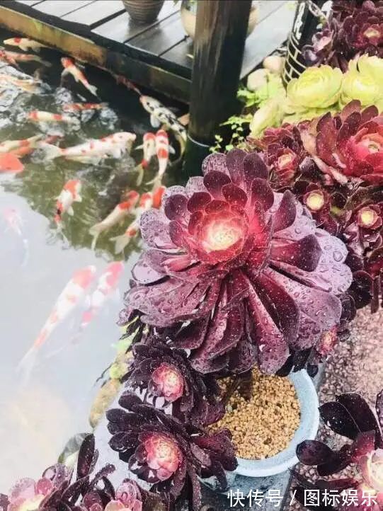 遇见，是一生！遇见多肉，是我的余生和全部！