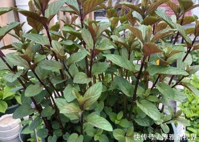 薄荷|吸臭强性强的4种花,有洁癖一定要养,效果不仅明显还省事!