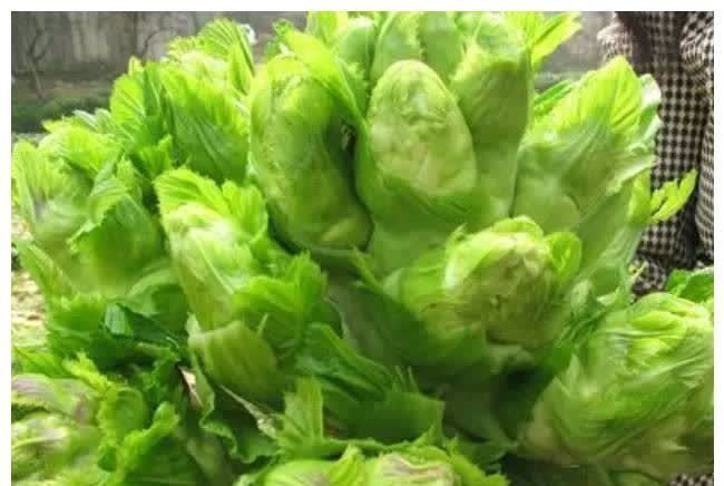 儿菜|春天的“养生菜”,能减少皱纹,排出宿便毒素,身体也活力满满