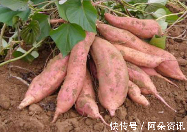 紅薯|“紅薯”補氣血防癌助長壽，警告：2大“禁忌”要牢記，亂吃致病