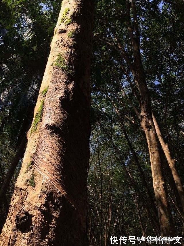 艾德斯坦|诺基亚原来最早不是做手机,他们竟然做的是这个?