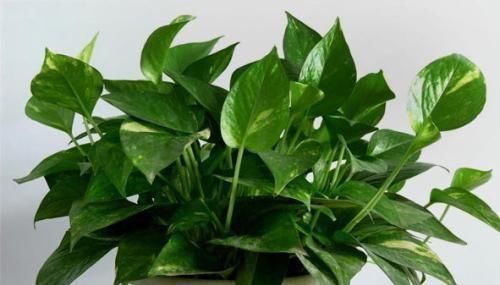 烂根|养花不会养,盆里埋点它,从不烂根,叽里咕噜花开满盆,花团紧簇