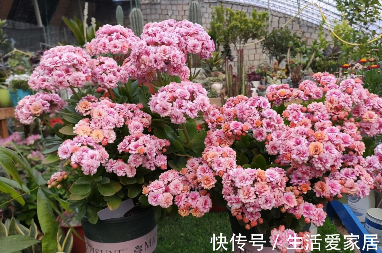 茶花|3种花,进入9月容易“饿”,多晒太阳,施对肥,很快开出碗大的花