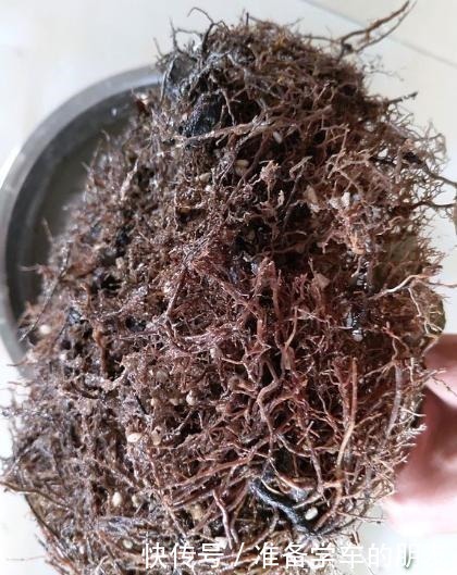 浅种|茶花用什么盆种好把握好两个“浅”字,成活有保证,叶片不发黄!