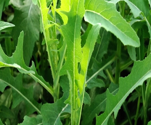 鱼腥草|农村田间的这四种野菜，功效堪比冬虫夏草，可惜城里买不到！