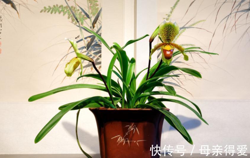 家庭养花:聪明人就爱趁天冷多囤这3样肥!