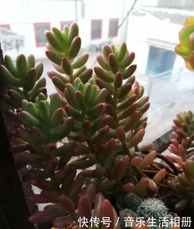 这花喜欢淋雨,越淋越好看,真奇怪!