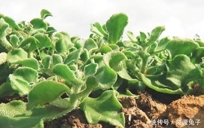 原产|原产自非洲,叶子自带咸味,国外当肥皂用,我国成高端菜10元1斤