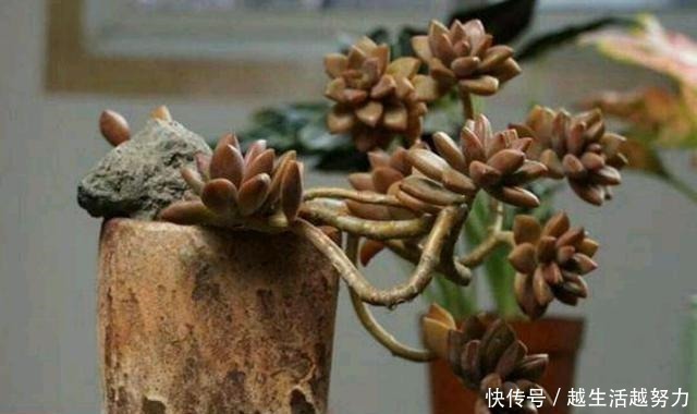 粗细|多肉水桩又被称之为白菜桩,3种补救方法,可使其再度变美!