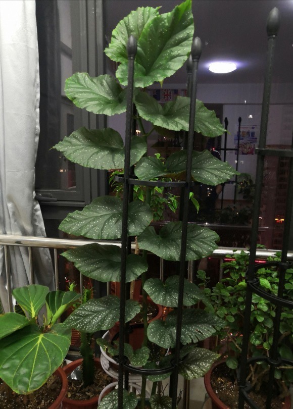 耐阴怕晒的花，一晒叶子就发黄干裂，放阴凉地养得好！