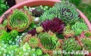 3种多肉植物,号称“爆崽小能手”,上色美长满盆,养成群生老桩