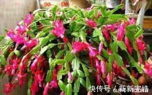 蟹爪兰|夏天养“蟹爪兰”4秘诀,叶片肥厚蹭蹭长,到了秋季就开花,管用