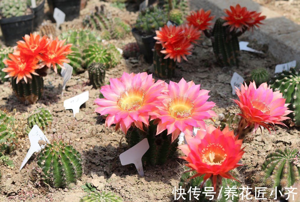 只有少数人才知道的仙人球“虐养”技巧,你若学会,就能花开不停