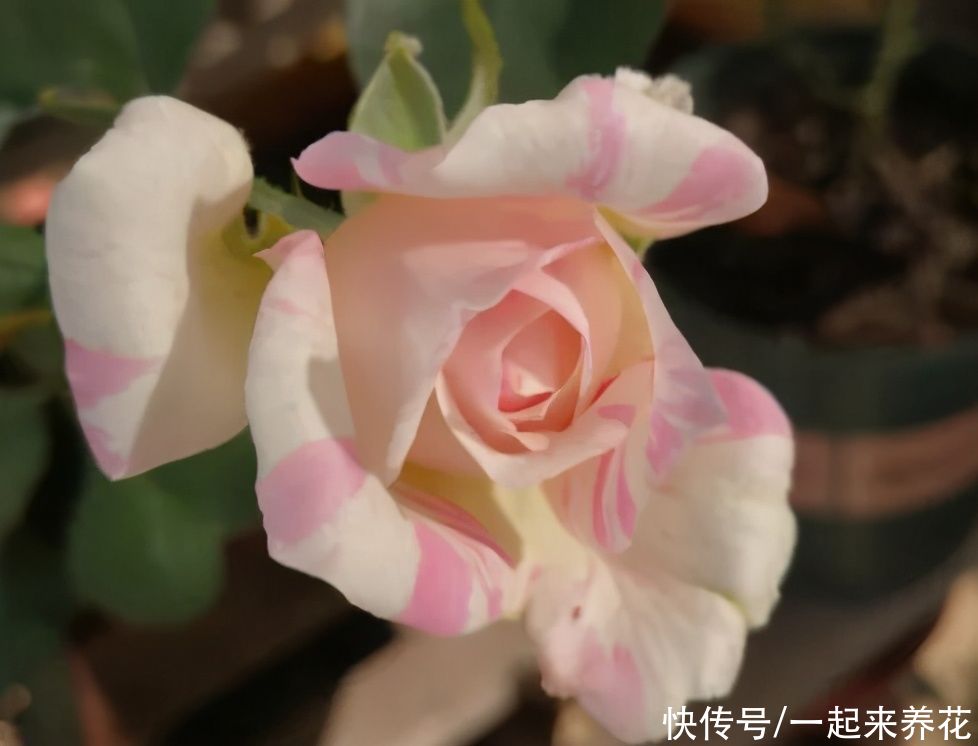 月季品种“千层饼”河本家条纹月季,淡粉色,微香味