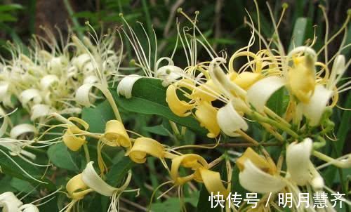 女性|女人有妇科炎症 开水里泡点“它”, 每天多喝点, 炎症远离你