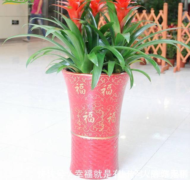 冠幅|养花的秘密小盆养好花，大盆养死花，知道为什么吗