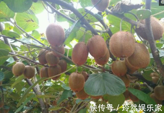 全家|好吃的“猕猴桃”别买了，在家种一棵，果子挂满树，全家人都够吃