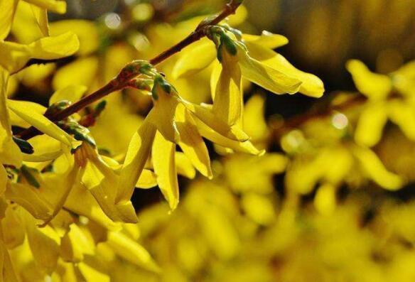 想养花不妨养“它”，不但开花一串，还有巧克力香味，好闻极了