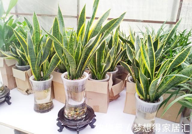 绿萝|7种“健康花”,家里养一盆,寓意好,有格调,寿命长,还干净