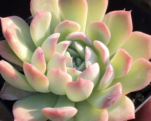 多肉水晶月影怎么养教你3个小妙招,养出饱满剔透的水晶月影