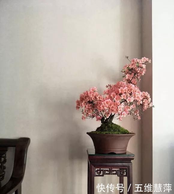 茉莉|这6种花儿爱吃酸,每月1勺“酸水”,花苞满盆看不见叶