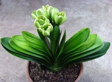 养君子兰,一个“小方法”,叶片整齐又好看,厚实油绿,长爆盆!