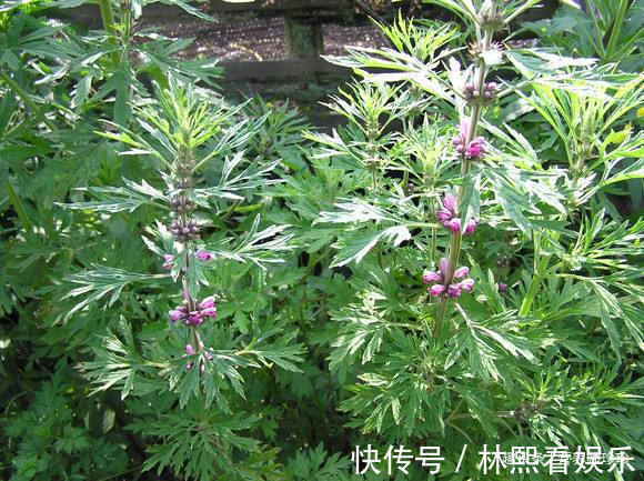 中药材|农村常见的3种野草，人称“女人草”，女人常吃身体好，早知早好