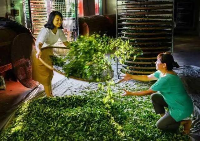 大田 开茶喽!三明大田“美人”娇艳绽放