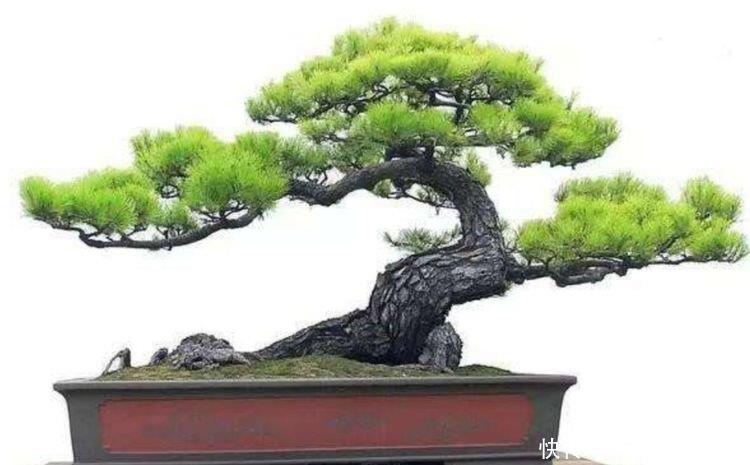 常见的几种树木，成活率高，树姿苍劲优美，适合做成盆景