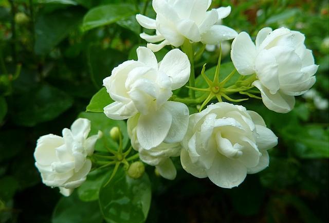 茉莉花、三角梅不开花,施肥光照浇水“齐上场”,花苞全都窜出来