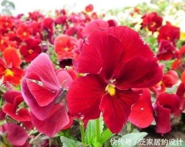 三色堇|5种花沾土就开枝,长的快一年换盆,越养越上瘾,快养起来吧