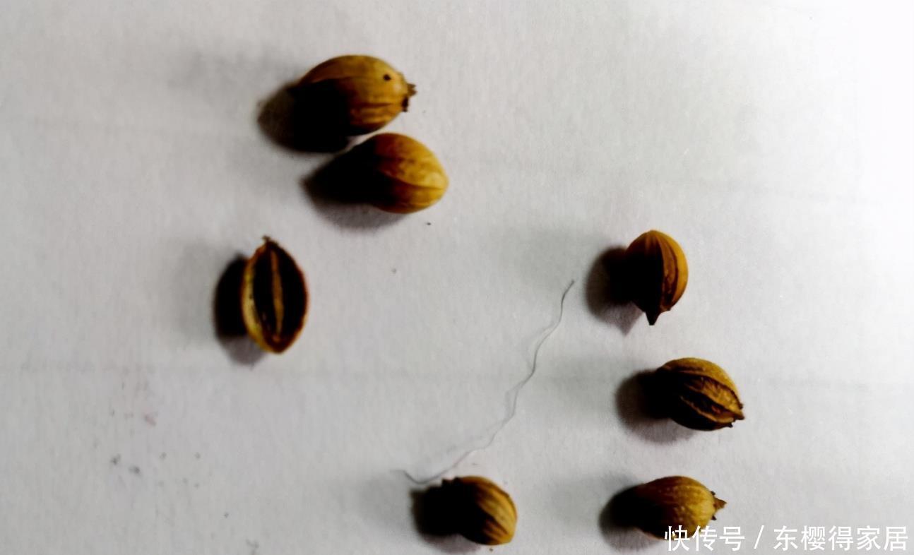 养花得遵守“规则”,知道哪些“底线”不能踩,什么花不能栽?