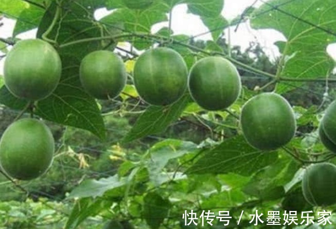 罗汉果|天然的“止咳王”找到了,常用此果煮水喝,止咳祛痰,胜过止咳药
