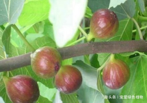腐叶沙质土|养花不如种“水果”，1根枝条插1盆，一结一大筐，吃都吃不完！