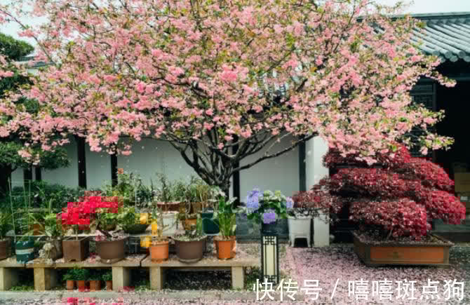 家里有院子，建议种一些能观赏的树，小投入，大收获，划算