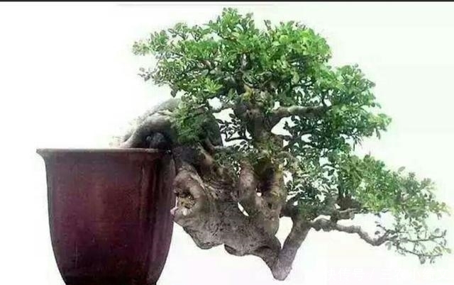 提根|怎样才能制作出漂亮的露根盆景呢? 试试这几个盆景露根方法吧