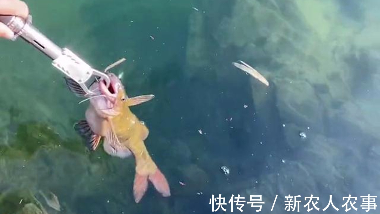 黄颡鱼王|半米长3斤重,男子户外野钓意外收获“黄颡鱼王”,最后如此处置