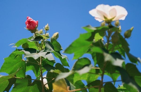 波光花影|初秋花儿开