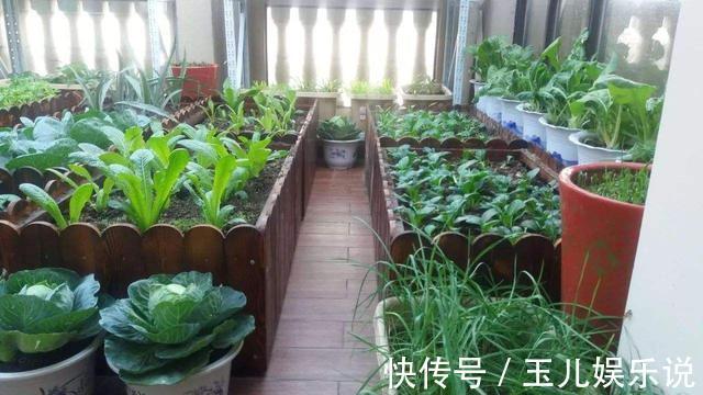 阳台种菜，种3种速生菜，30天就采摘，叶子肥嫩，硕果累累