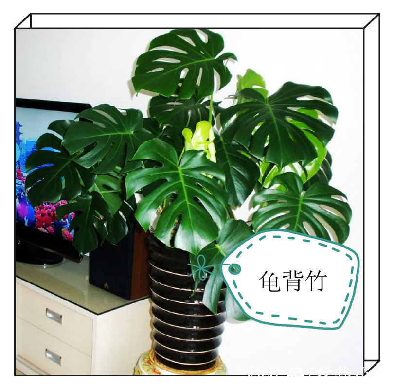 建议爱花人：客厅养花，9大绿植不要落下