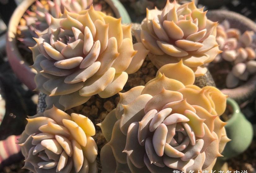 多肉露娜莲颜色粉紫，栽种简单，就是易生侧芽，眼看盆又装不下了