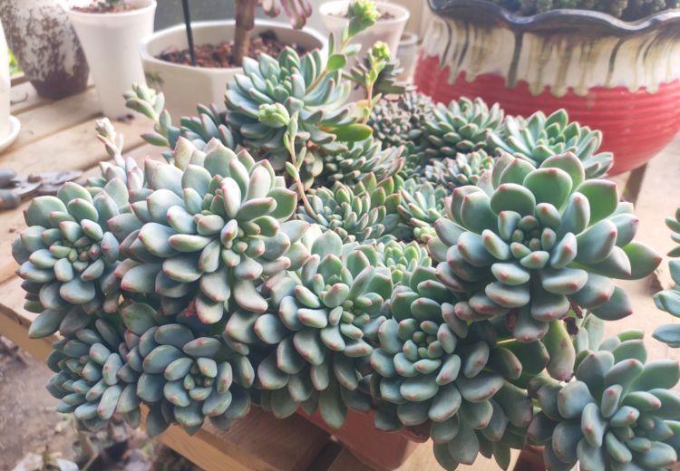 温度|5种花温度高要遮阴，少浇水，不然过了夏天就只剩盆了