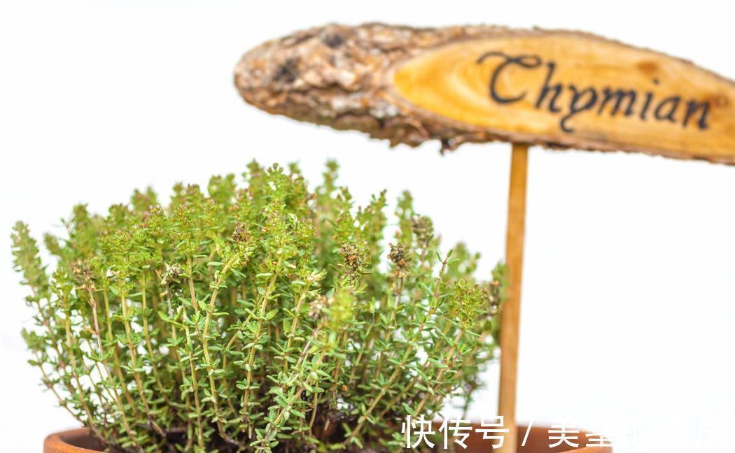 薰衣草|这些植物是蚊虫克星,夏天到了养上一盆,不用买蚊香啦