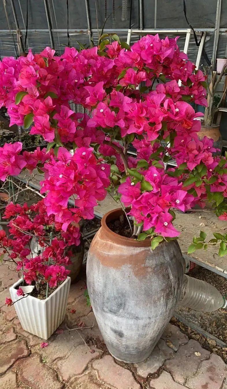 腌咸菜的坛子钻个孔，养花变成巨无霸，特美！